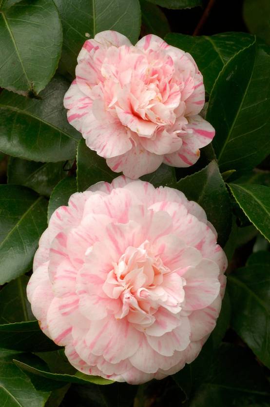Camellia japonica 'Marguerite Gouillon' - Camélia du Japon