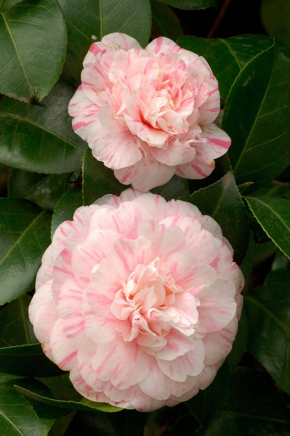 Camellia japonica 'Marguerite Gouillon' - Camélia du Japon