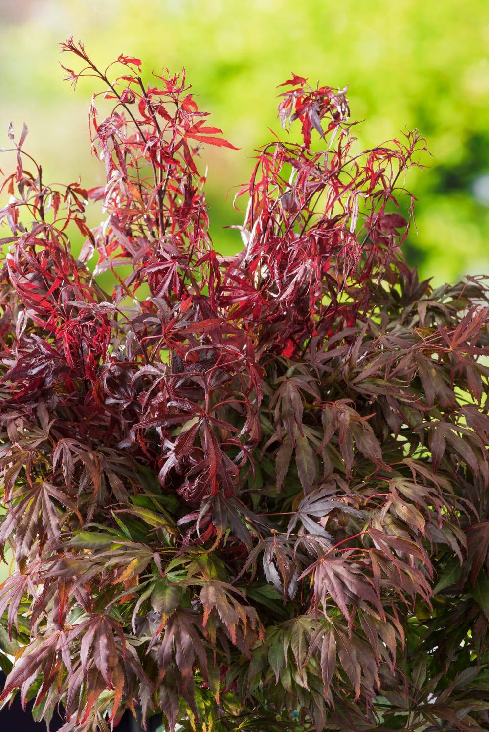 Acer palmatum 'Oregon Sunset' - Érable du Japon