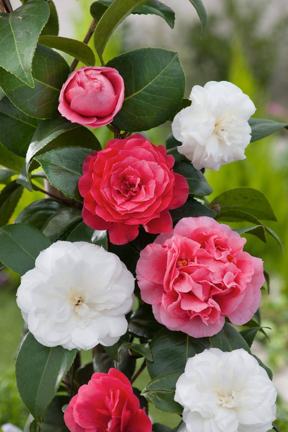 Camellia japonica 'John Tooby' - Camélia du Japon