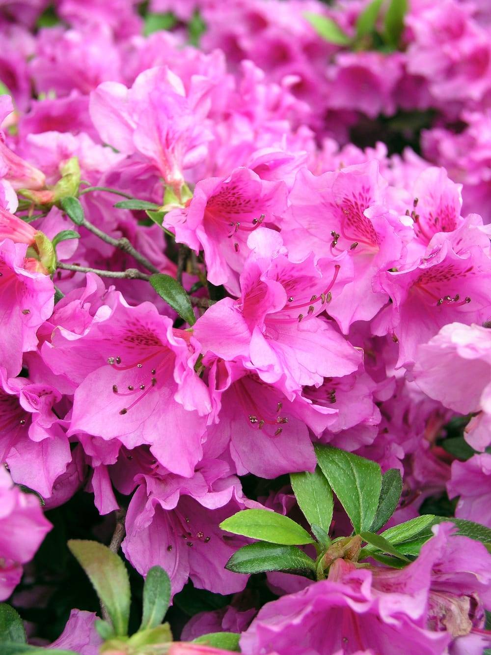 Azalea japonica 'Herbert' - Azalée du Japon