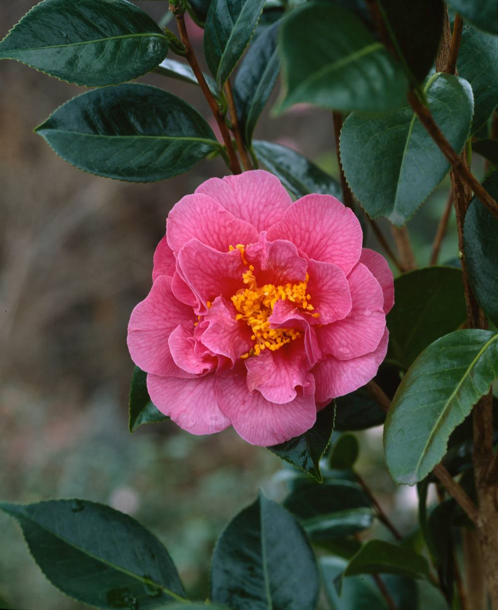 Camellia japonica 'Souvenir Hubert Thoby' - Camélia du Japon