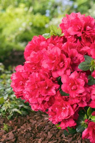 Azalea japonica 'Florida' - Azalée du Japon