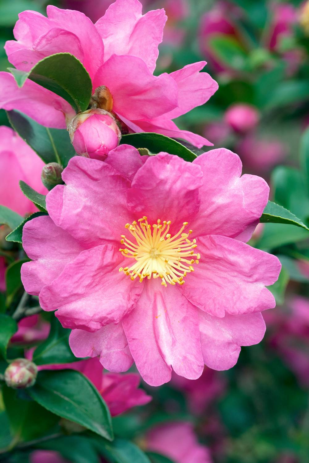 Camellia sasanqua 'Kanjiro' - Camélia d'automne