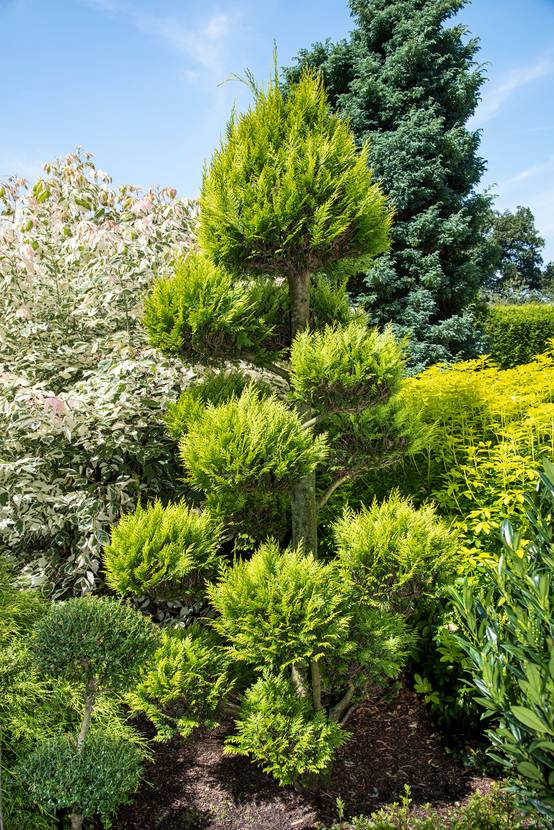 Chamaecyparis lawsoniana 'Ivonne' - Cyprès de Lawson