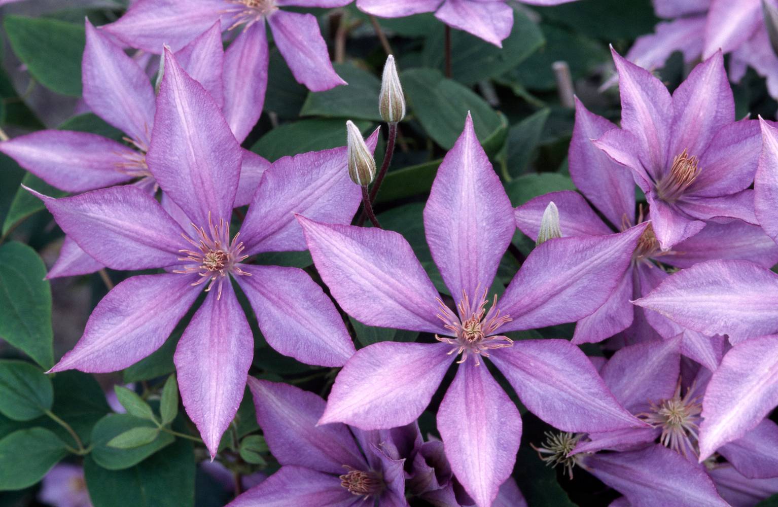 Clématite 'Bagatelle' - Clematis