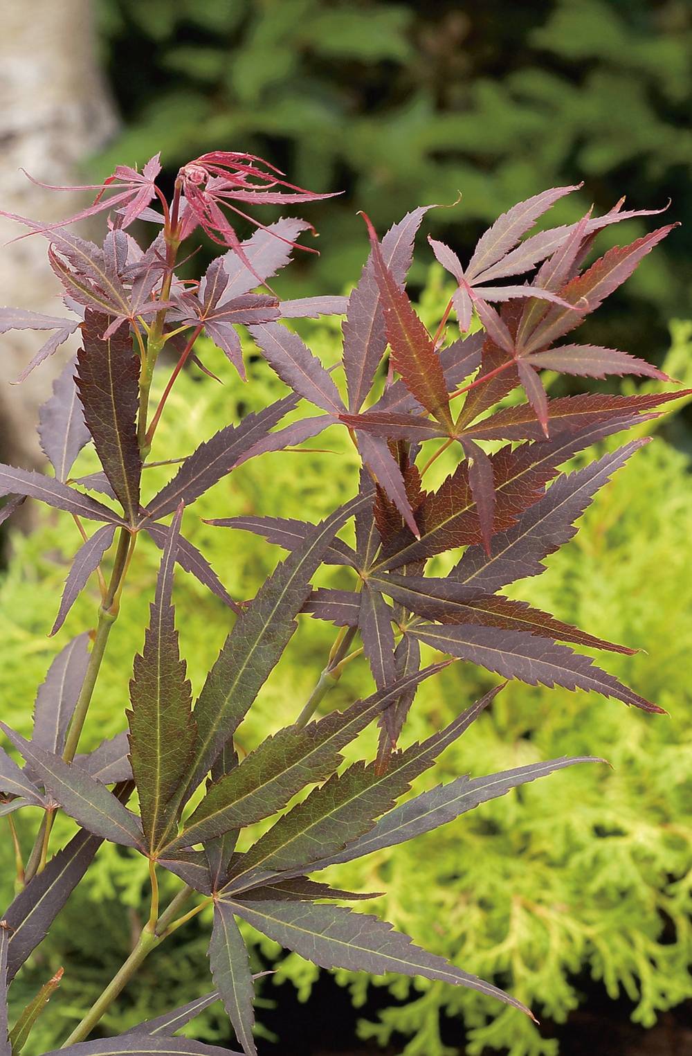 Acer palmatum 'Red Pygmy' - Érable du Japon