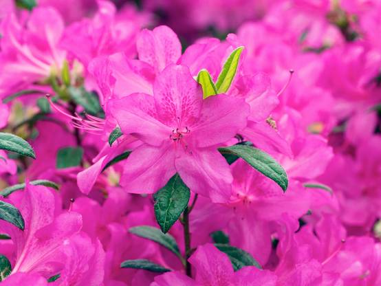 Azalea japonica Encore 'Carnival' - Azalée du Japon