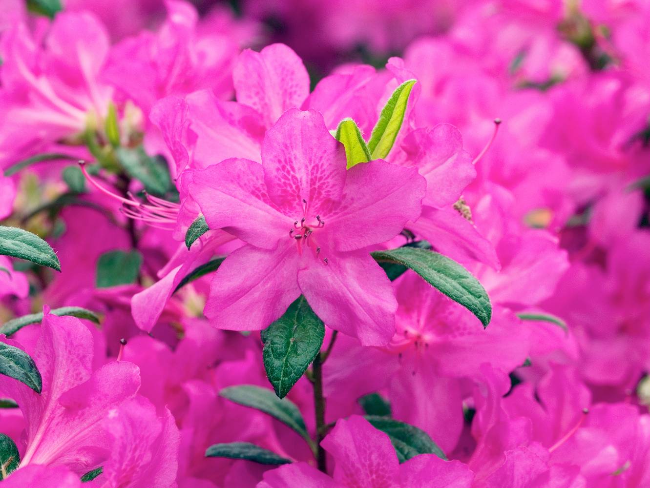 Azalea japonica Encore 'Carnival' - Azalée du Japon