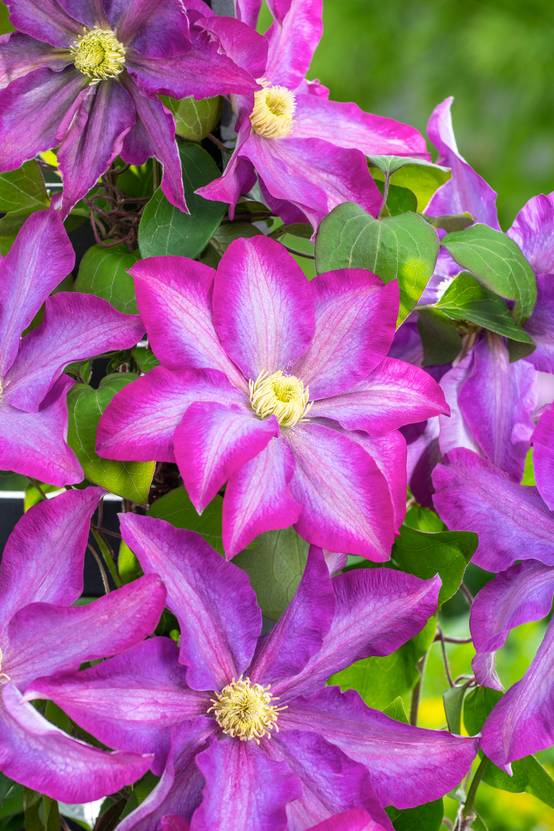 Clématite 'Pink Champagne' - Clematis