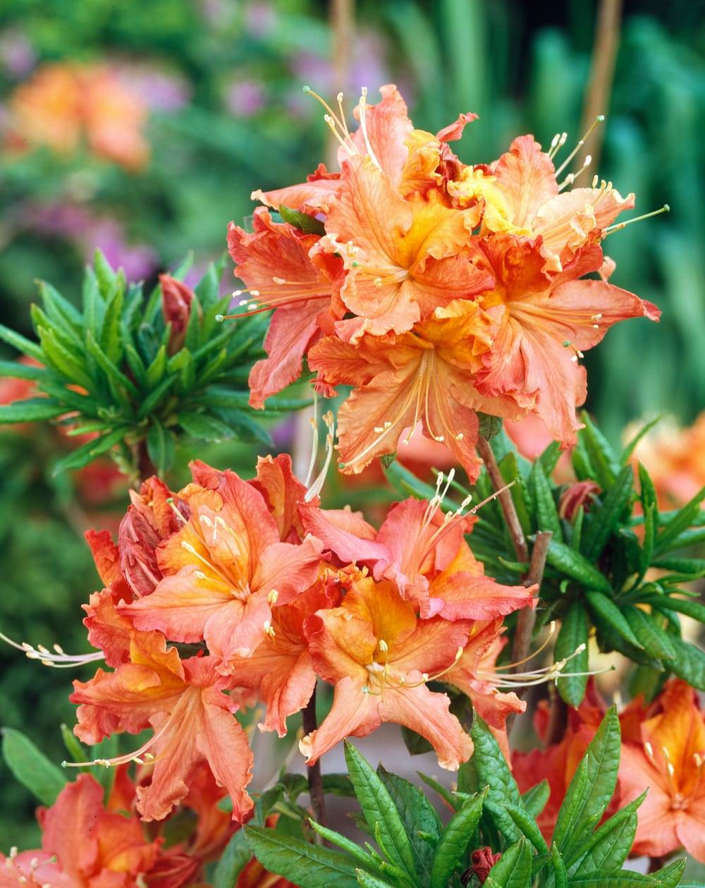 Azalea mollis 'Balzac' - Azalée de Chine