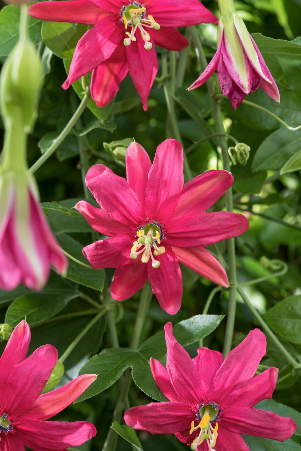 Passiflora jamesonii 'Coral Seas' - Passiflore