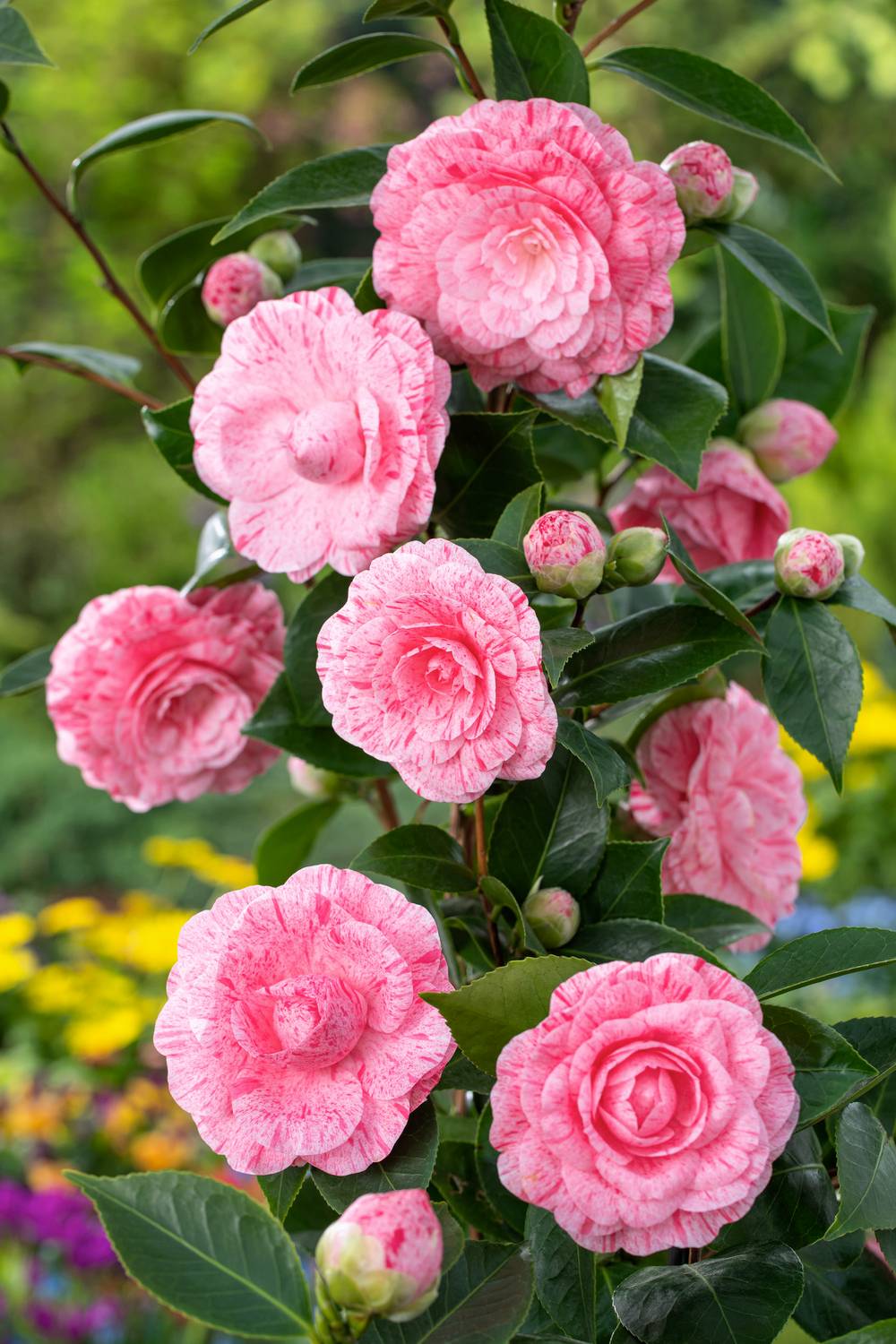 Camellia japonica 'William Bartlett' - Camélia du Japon