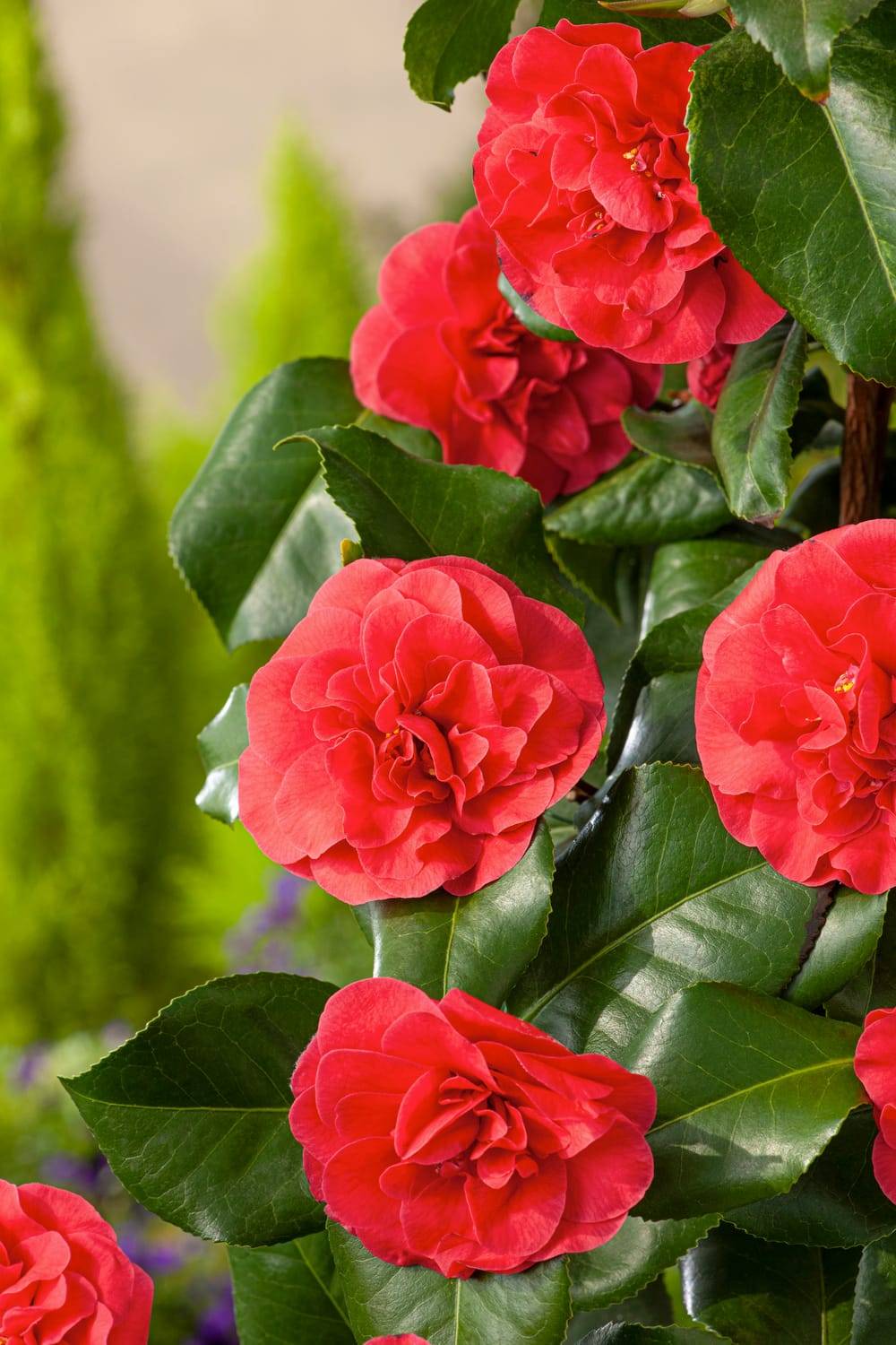 Camellia japonica 'Lady Campbell' - Camélia du Japon