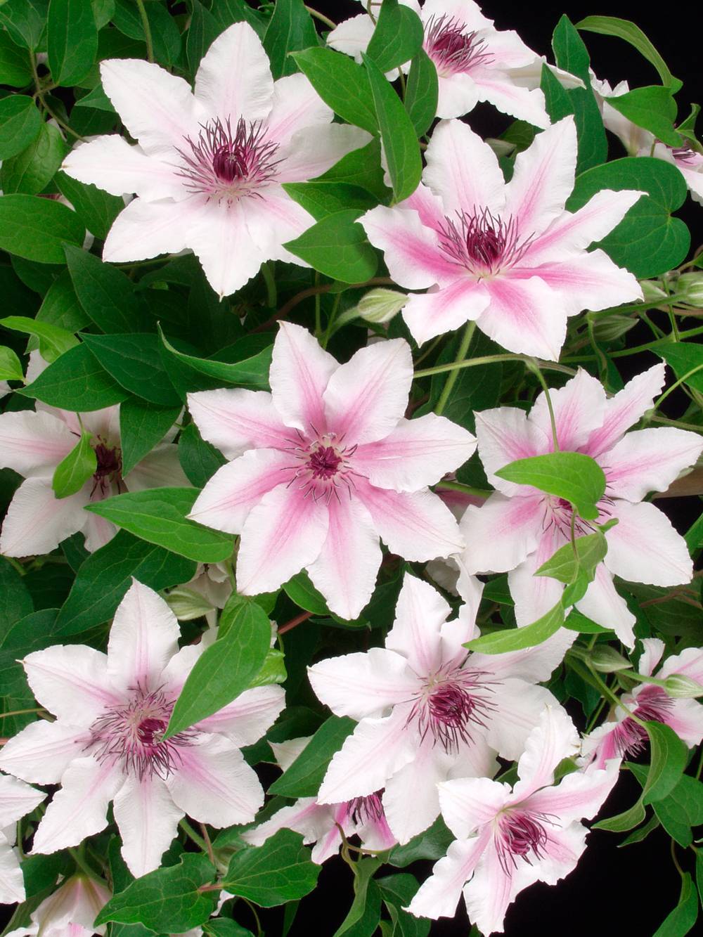 Clématite 'Carnaby' - Clematis