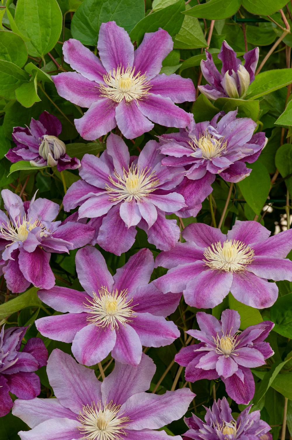 Clématite 'Ragamuffin' - Clematis - Pot de 3 litres - Jardiland