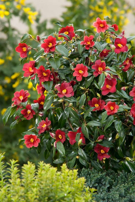 Camellia japonica 'Adeyaka' - Camélia du Japon