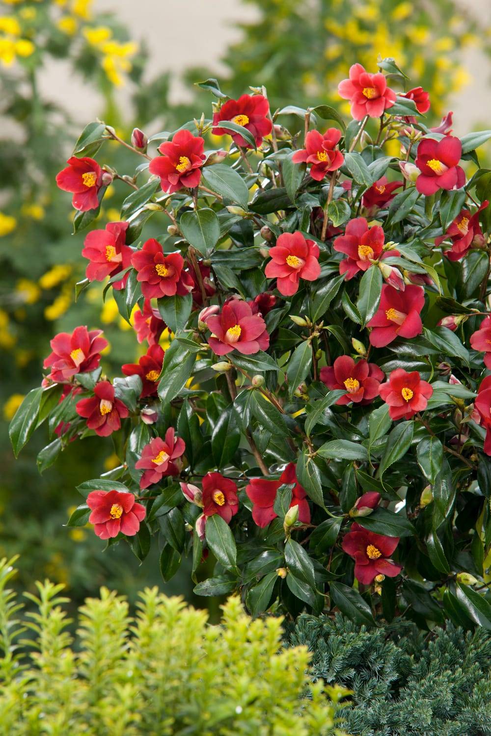 Camellia japonica 'Adeyaka' - Camélia du Japon