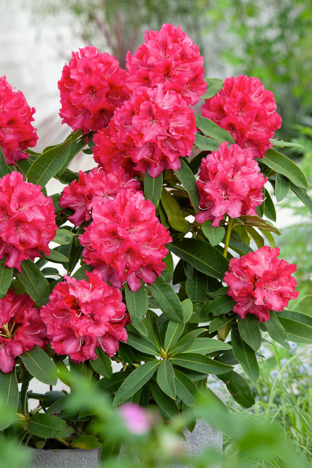 Azalea japonica 'Waard's Ruby' - Azalée du Japon - Pot de 5 litres ...