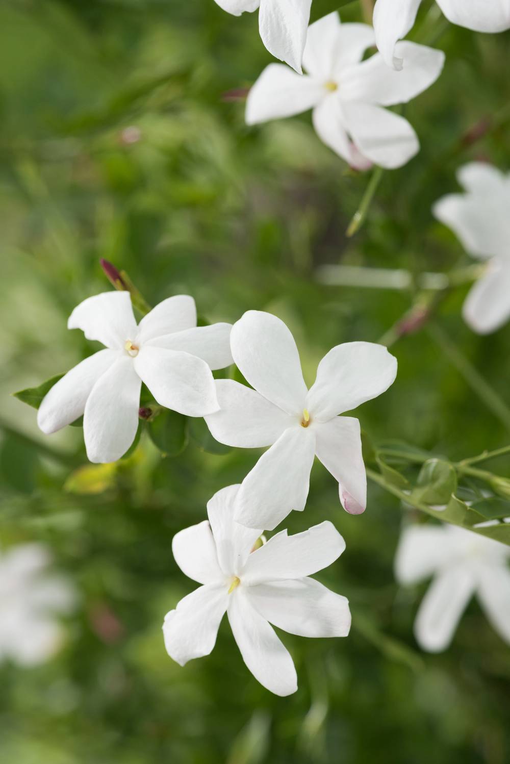 Jasminum grandiflorum - Jasmin royal