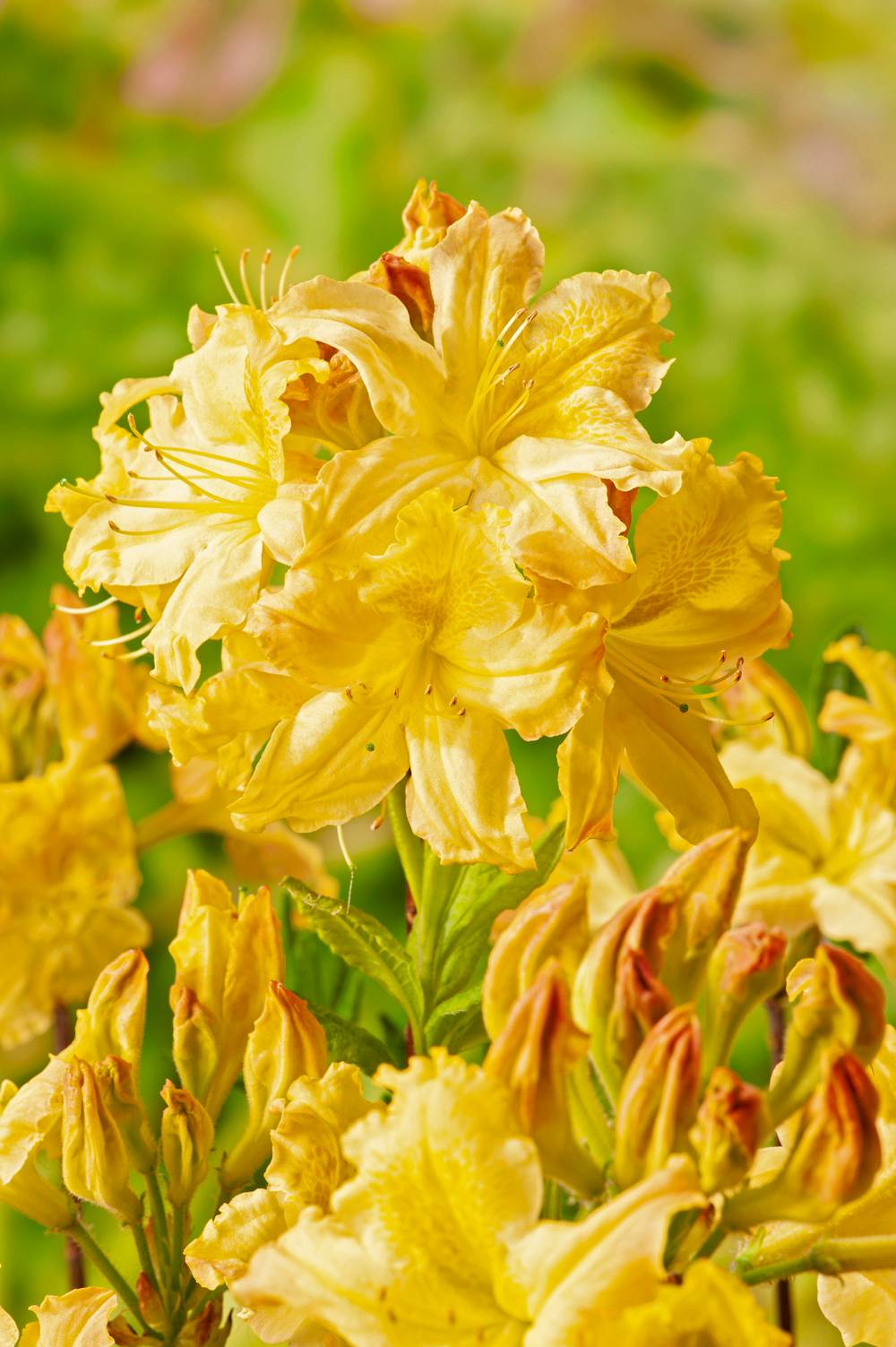 Azalea mollis 'Harvest Moon' - Azalée de Chine
