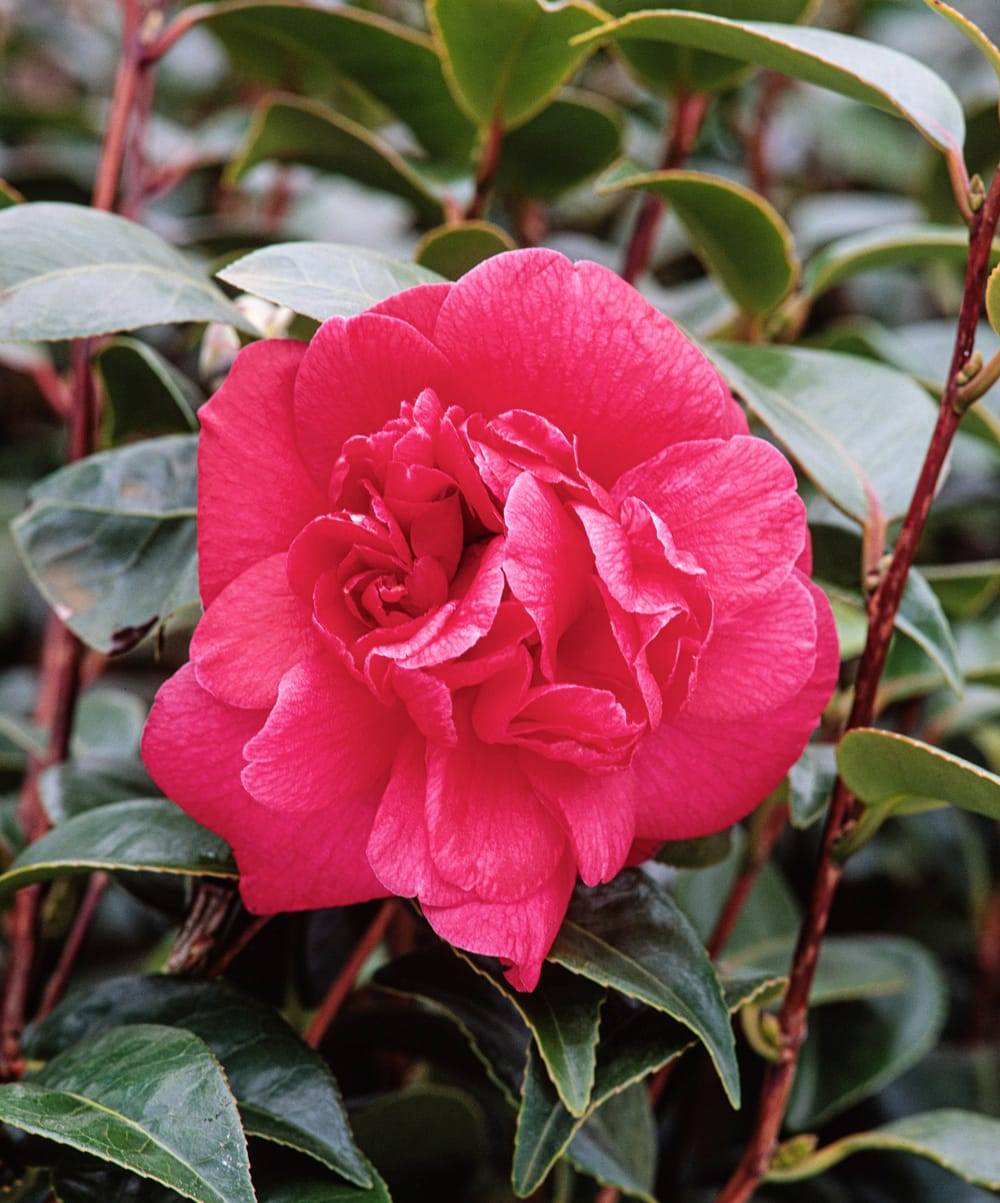 Camellia japonica 'Dixie Knight' - Camélia du Japon