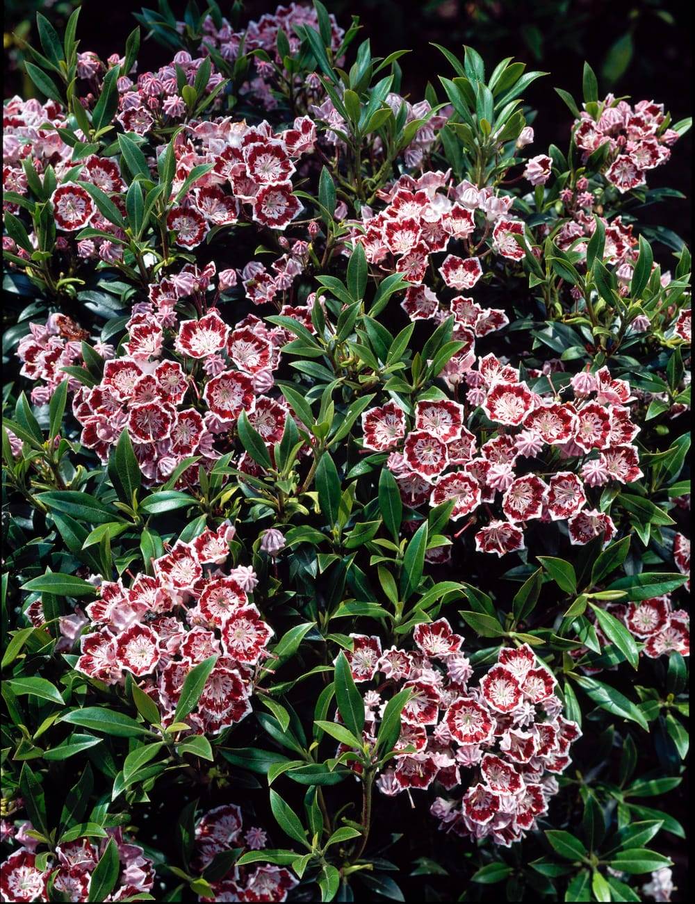 Kalmia latifolia 'Minuet' - Laurier des montagnes