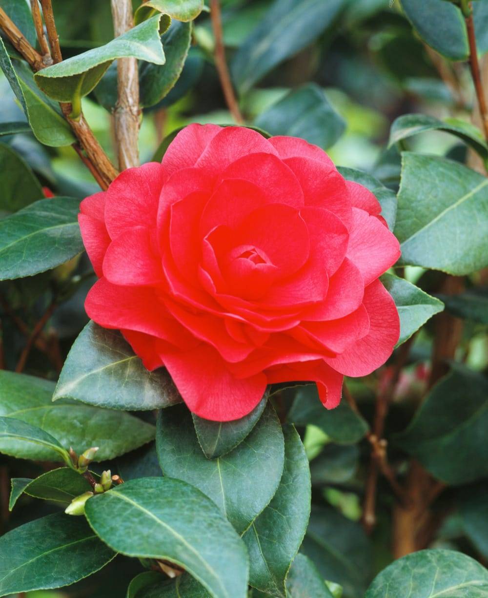 Camellia williamsii 'Les Jury' - Camélia du Japon