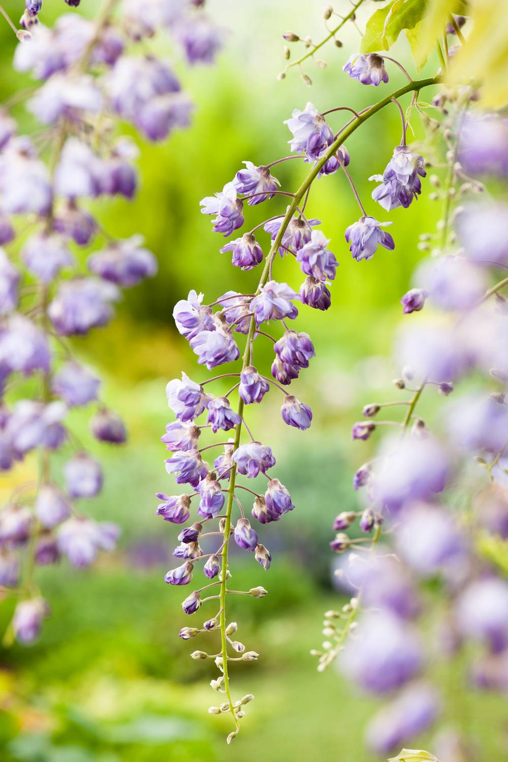 Wisteria formosa - Glycine