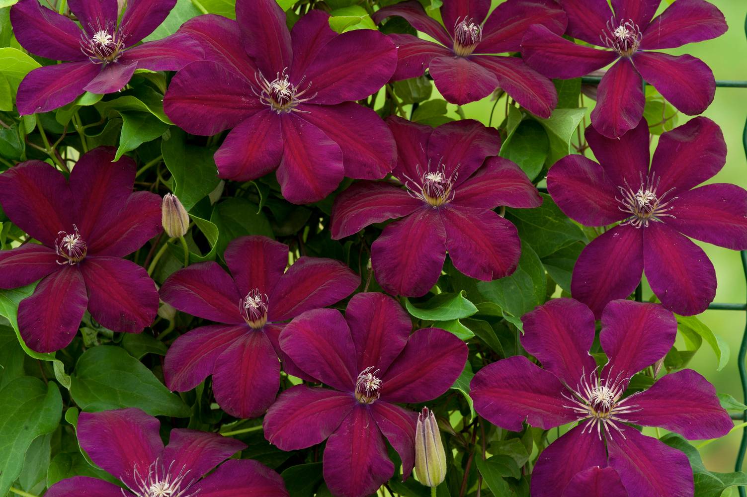 Clématite 'Westerplatte' - Clematis