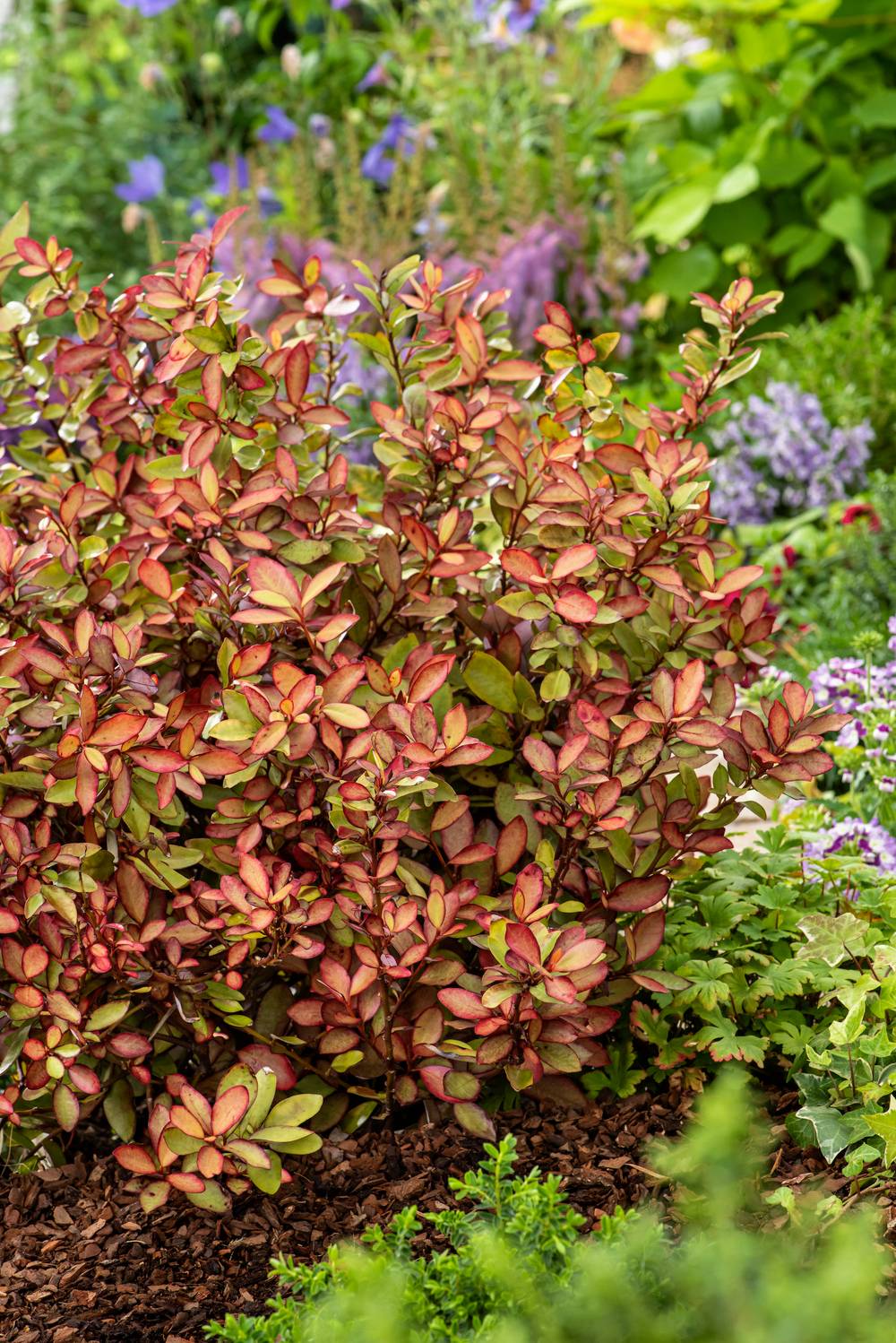 Pseudowintera colorata 'Moulin Rouge' - Poivre d'hiver
