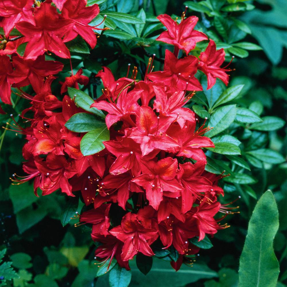 Azalea mollis 'Satan' - Azalée de Chine