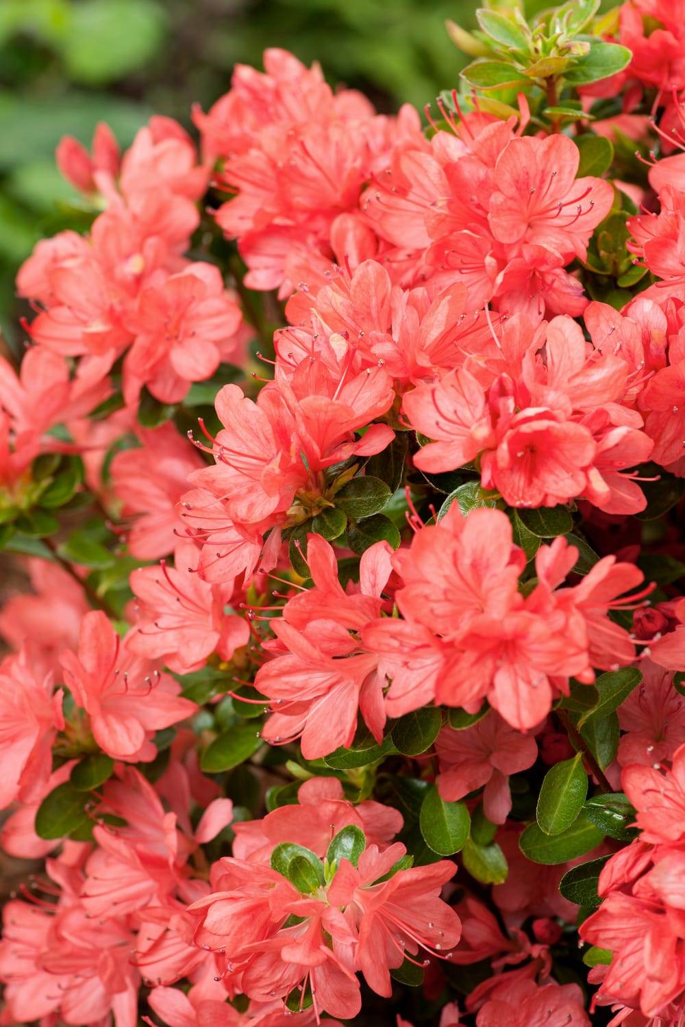 Azalea japonica 'Rex' - Azalée du Japon