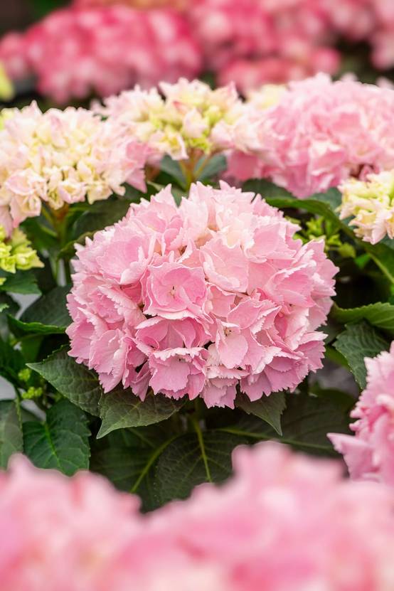 Hydrangea macrophylla 'Pink Sensation' - Hortensia