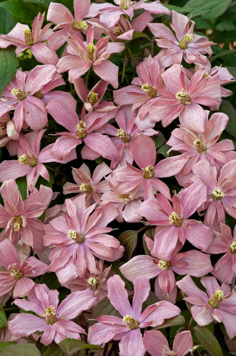 Clématite montana 'Broughton Star' - Clematis