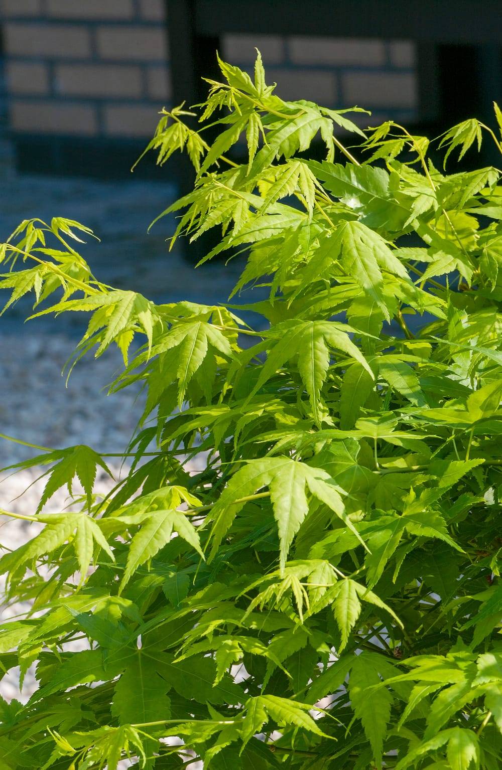 Acer palmatum 'Brandt's Dwarf' - Érable du Japon