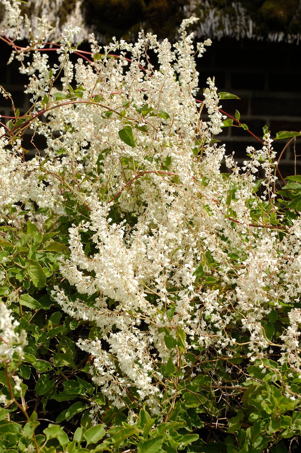 Fallopia baldschuanica (Fallopia aubertii) - Renouée grimpante
