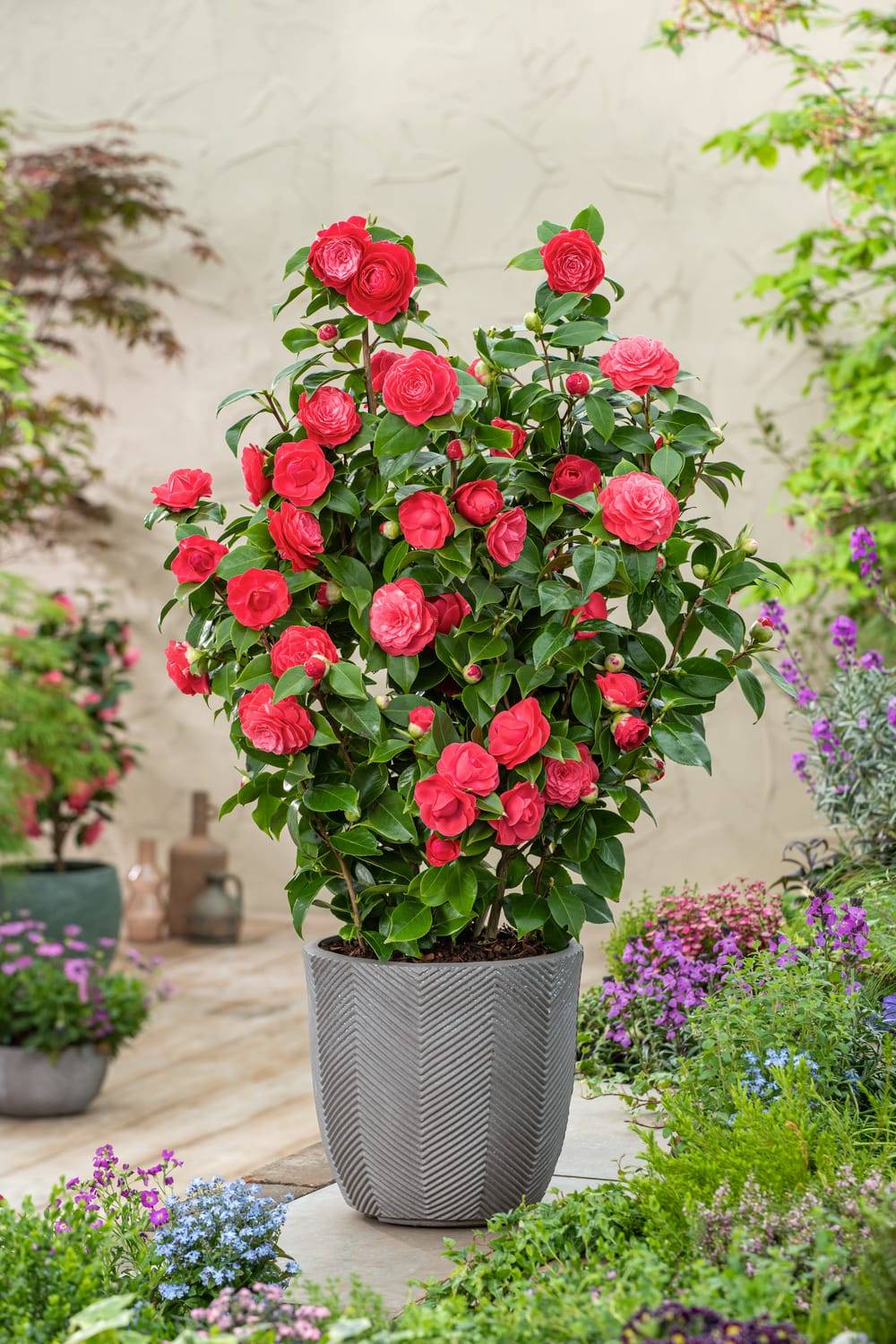 Camellia japonica 'Volcano' - Camélia du Japon