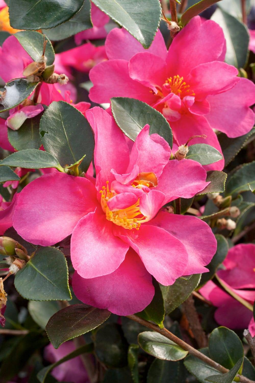 Camellia sasanqua 'Hiryu' - Camélia d'automne