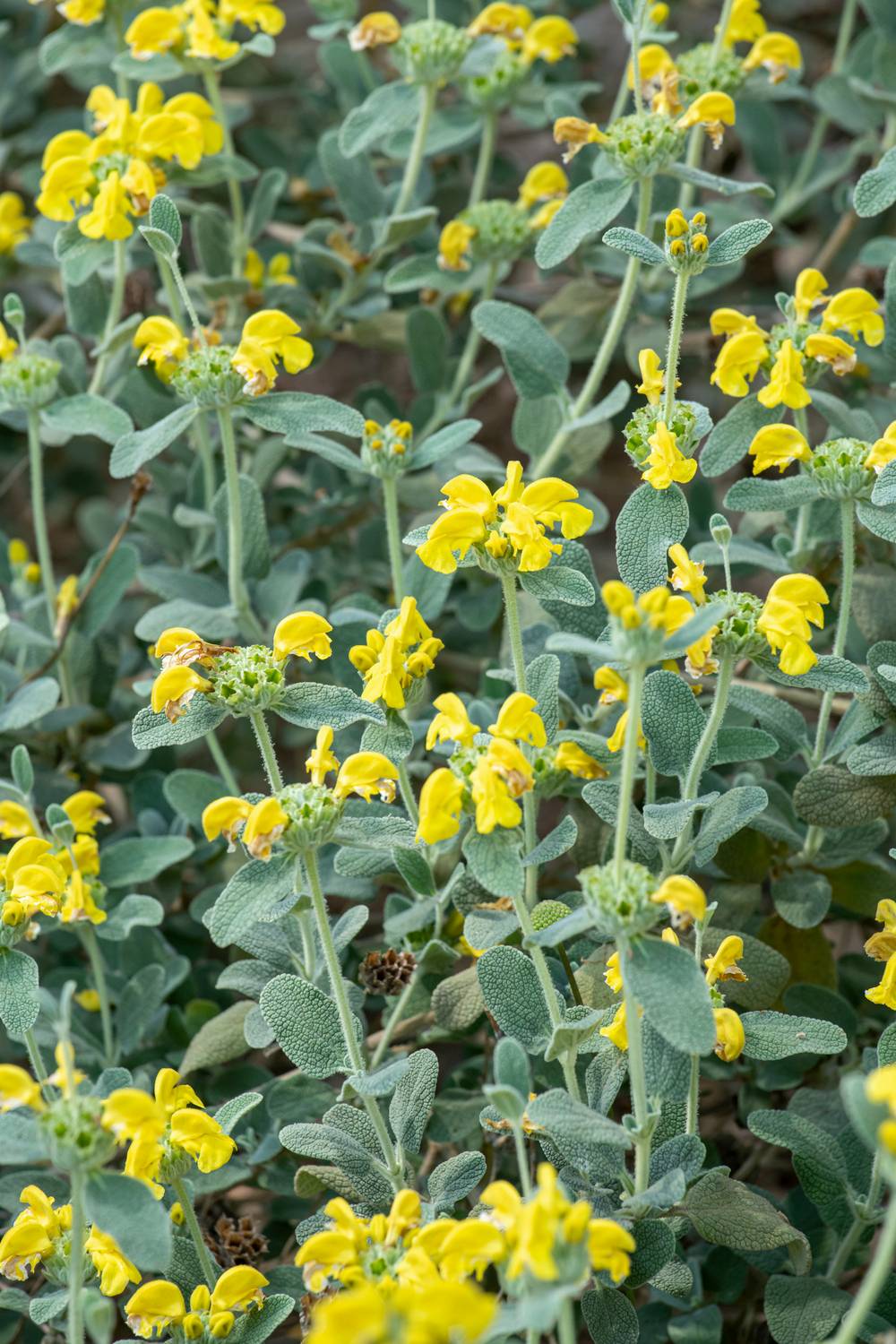 Phlomis fruticosa