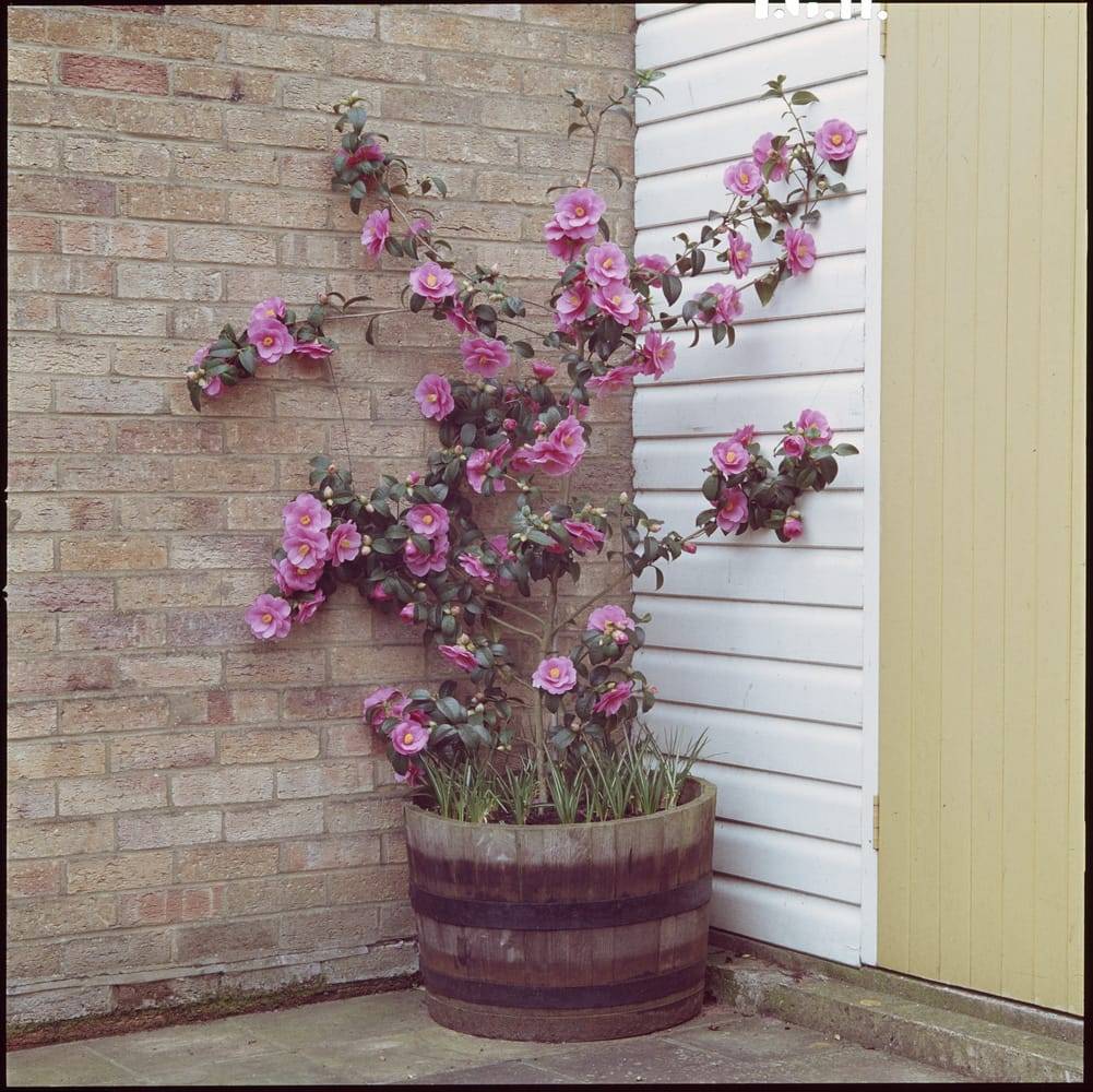 Camellia williamsii 'Gay Baby' - Camélia du Japon