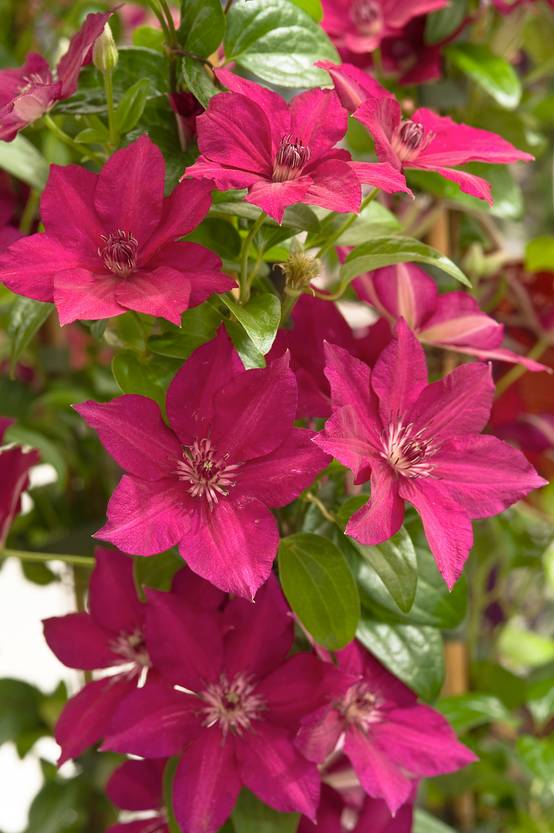 Clématite 'Perida' - Clematis