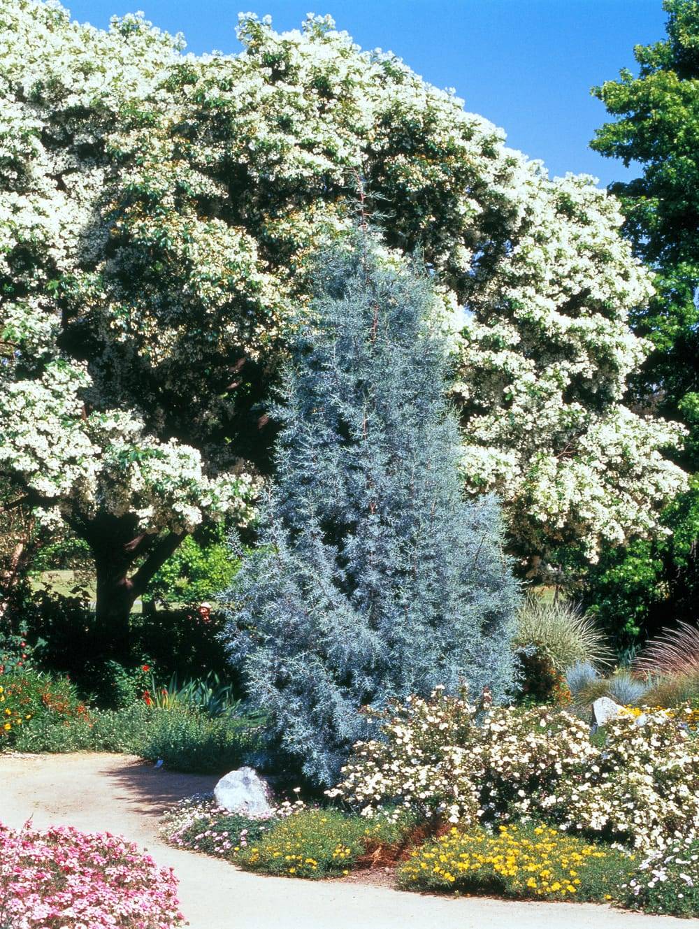 Cupressus sempervirens 'Glauca American Blue' - Cyprès d'Italie