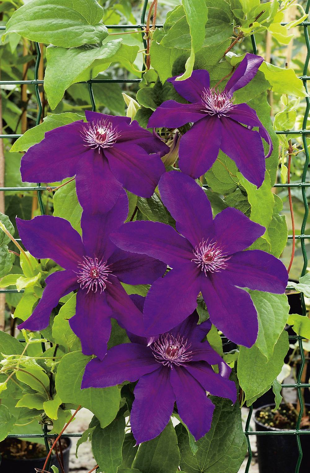 Clématite 'Kacper' - Clematis