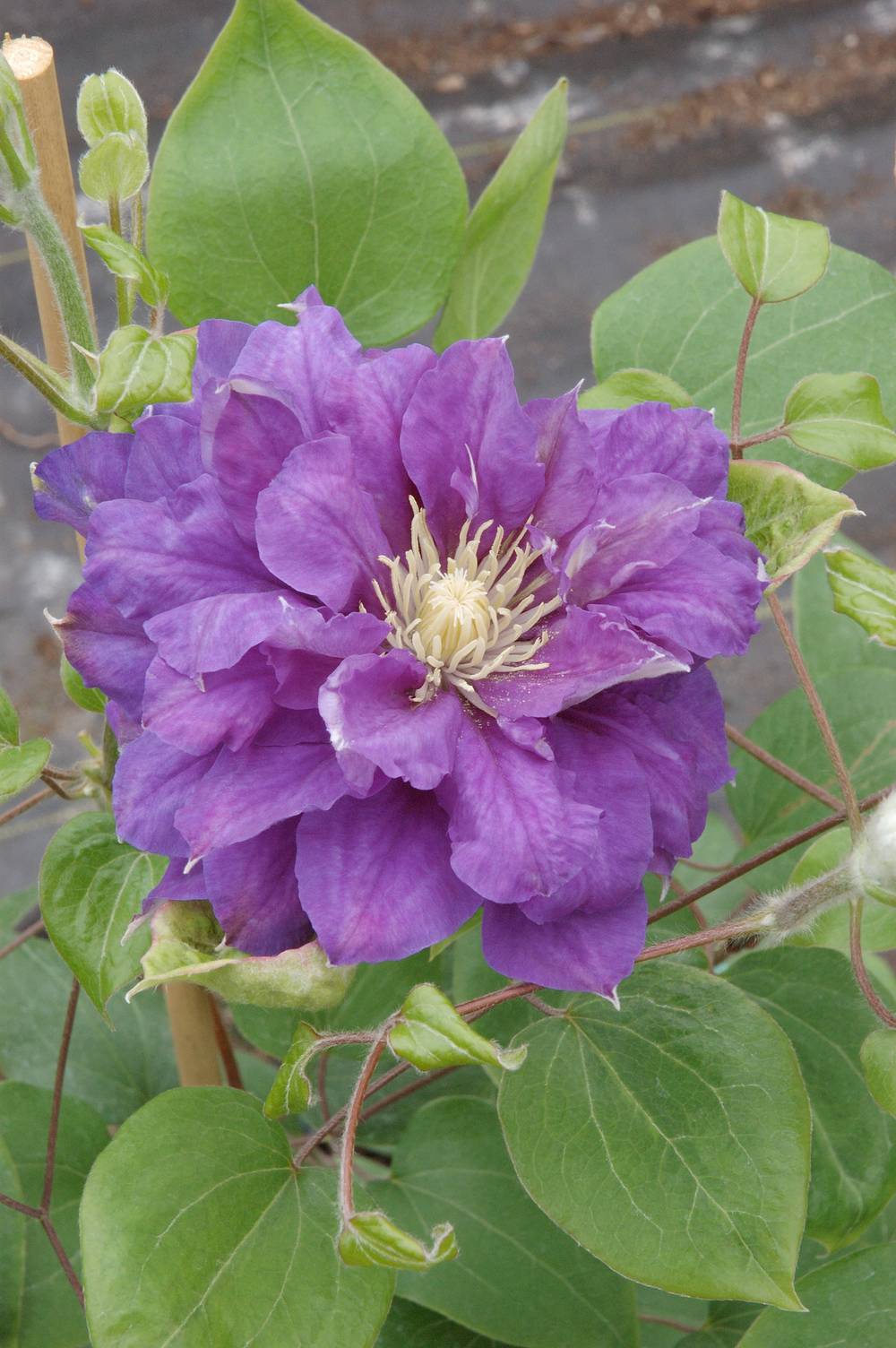 Clématite 'Kiri Te Kanawa' - Clematis