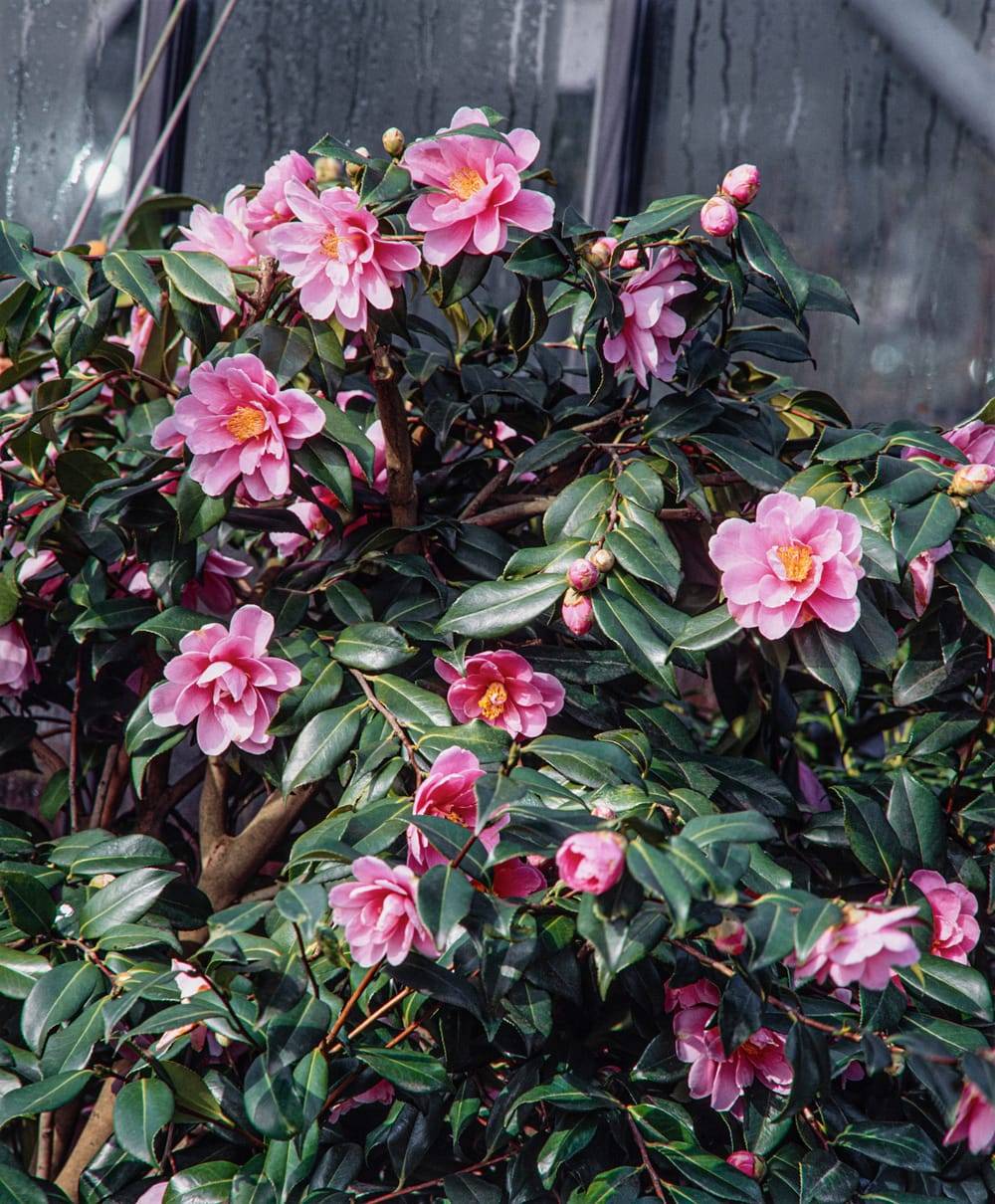 Camellia sasanqua 'Yoimachi' - Camélia d'automne