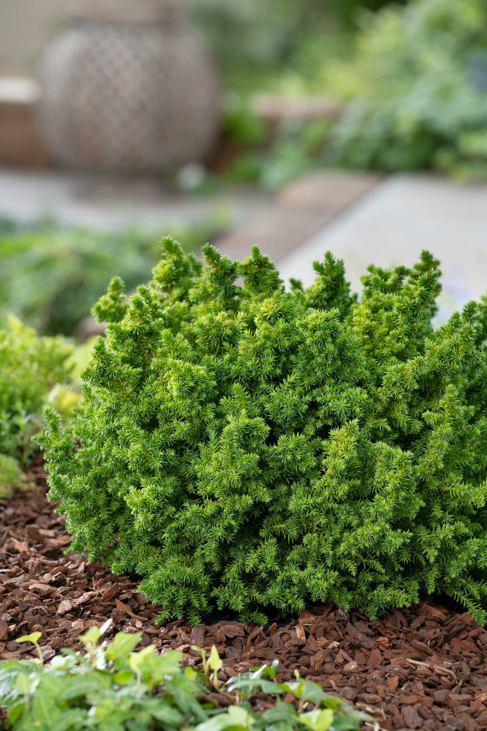 Cryptomeria japonica 'Vilmoriniana'