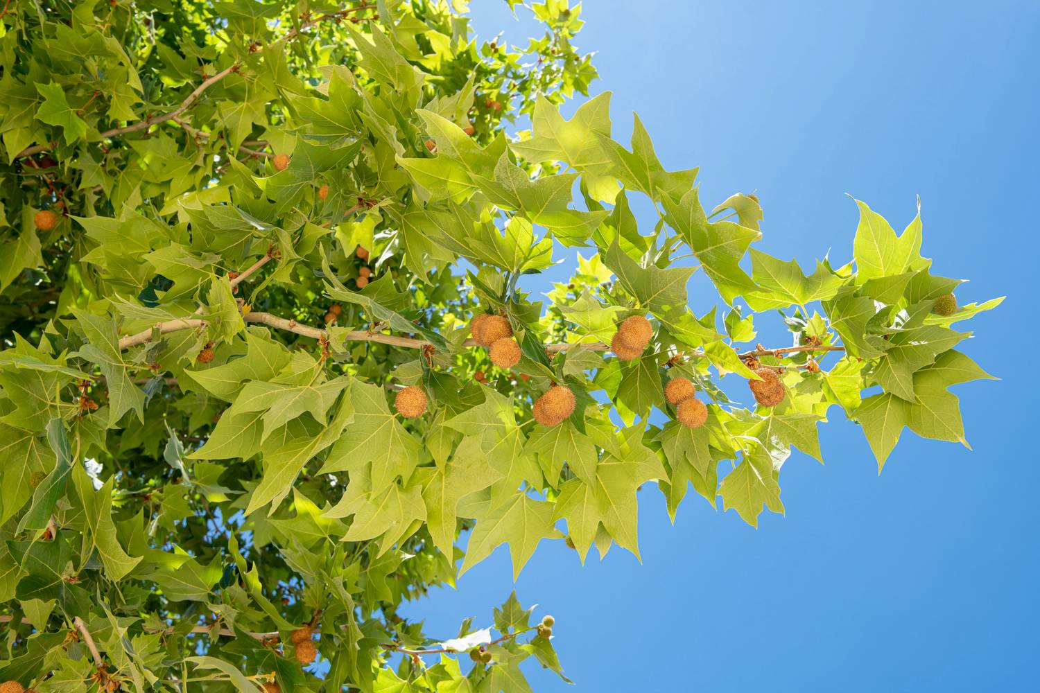Platanus acerifolia - Platane