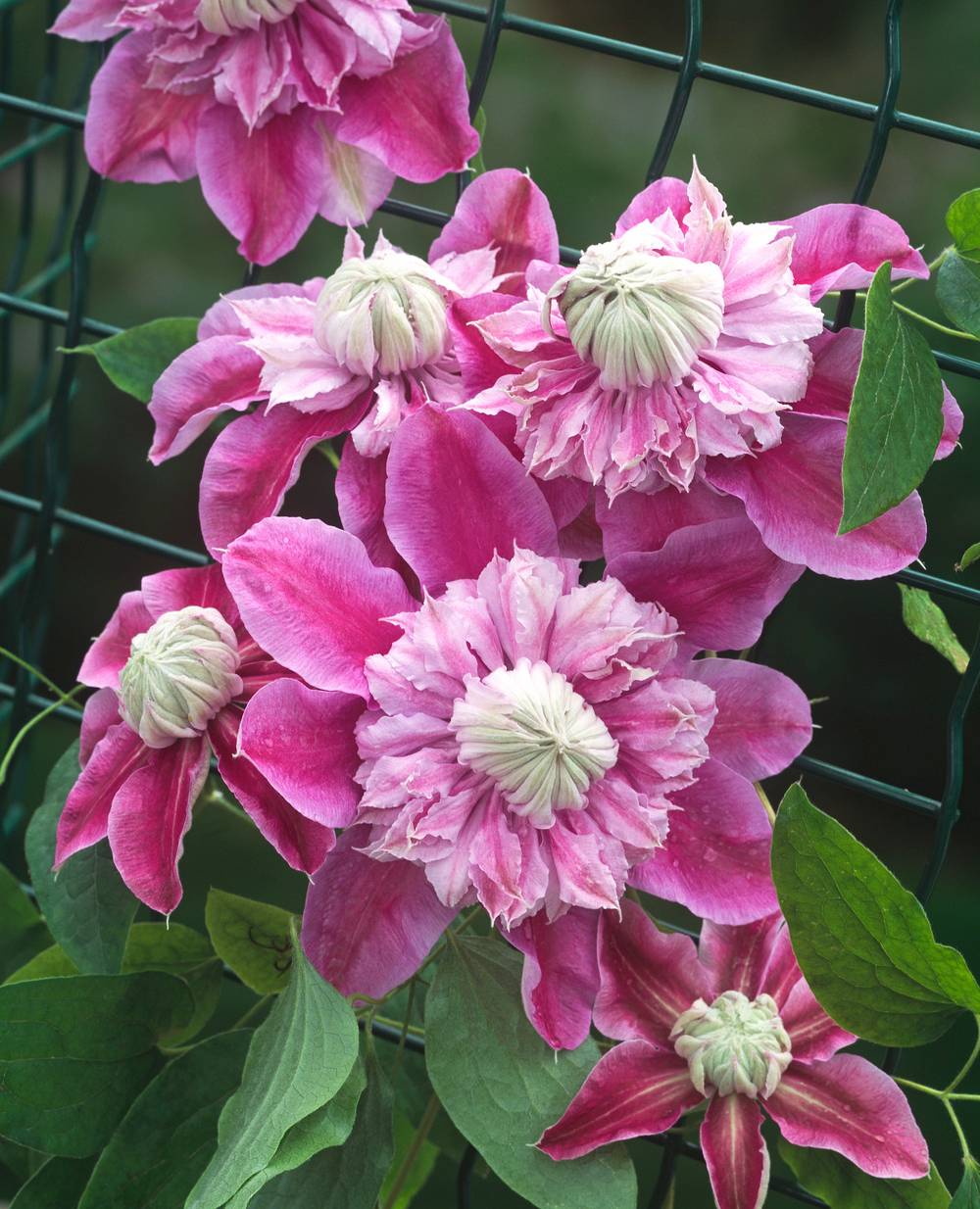 Clématite 'Josephine Regal' - Clematis