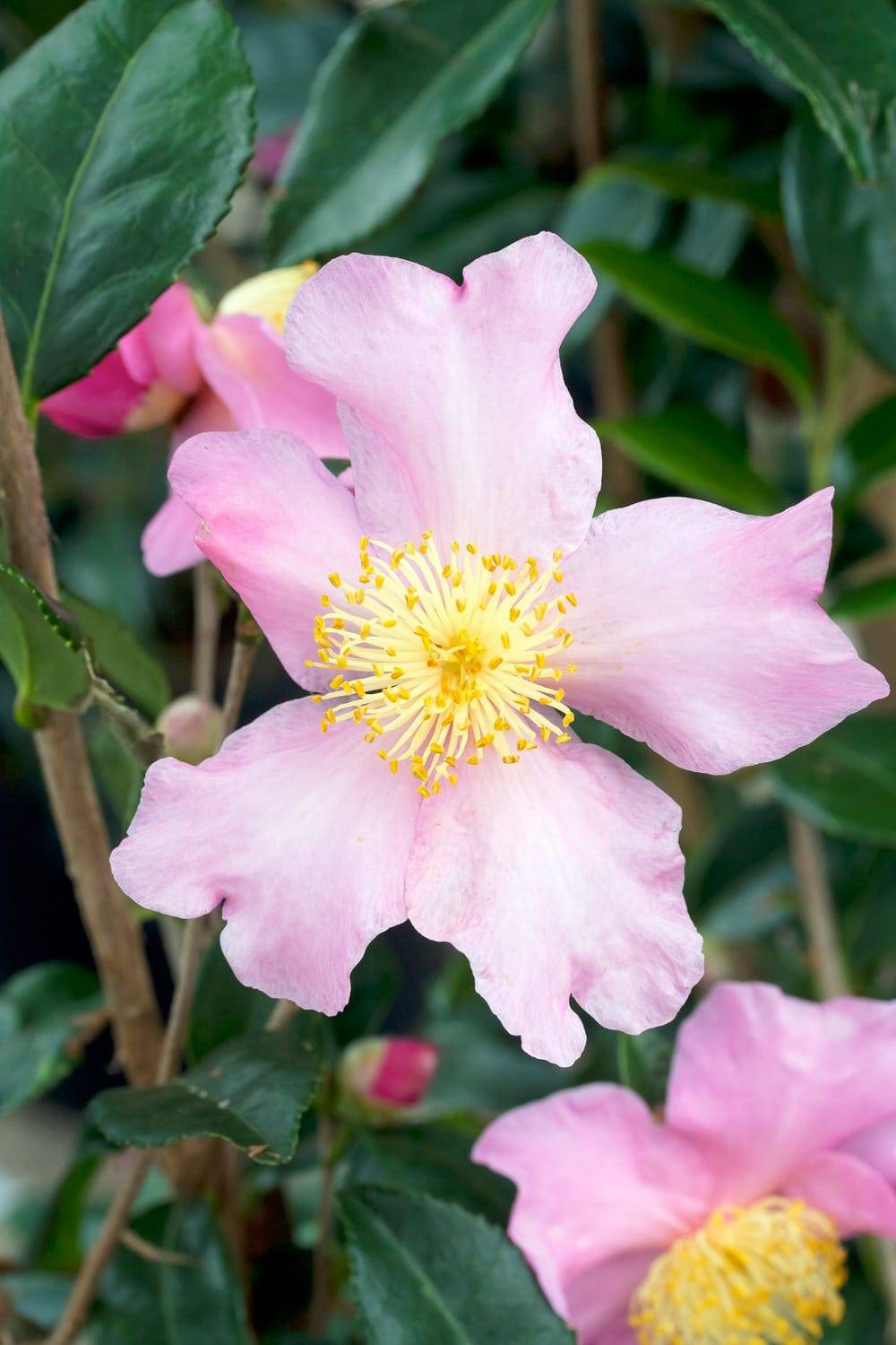 Camellia sasanqua 'Hugh Evans' - Camélia d'automne